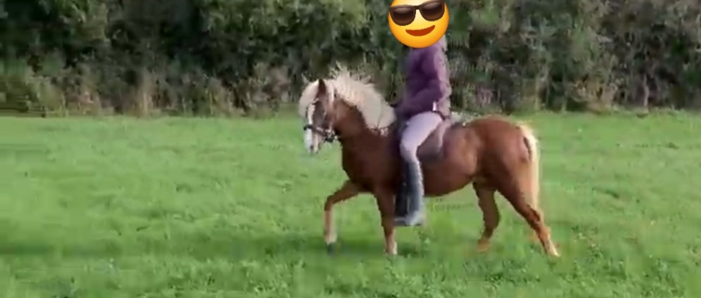 Spenden sammeln | Pony gegen Pferd | Spendenseite