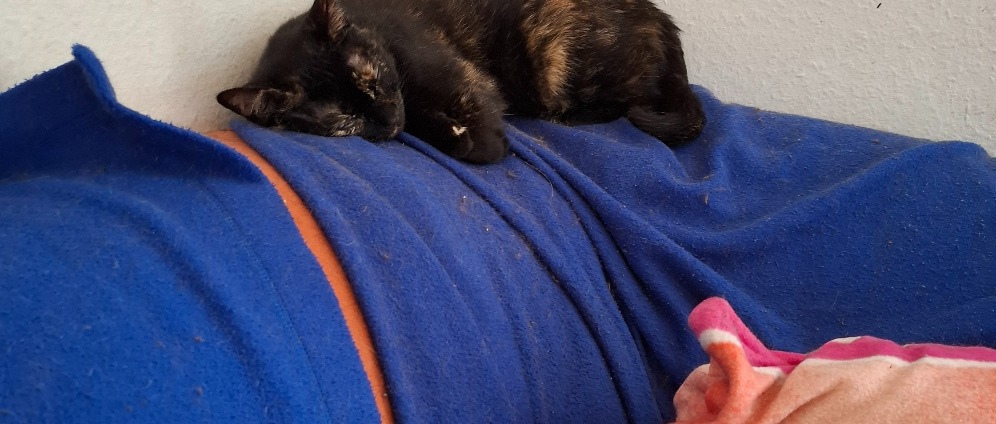 Spenden sammeln | Tiere | Spendenseite