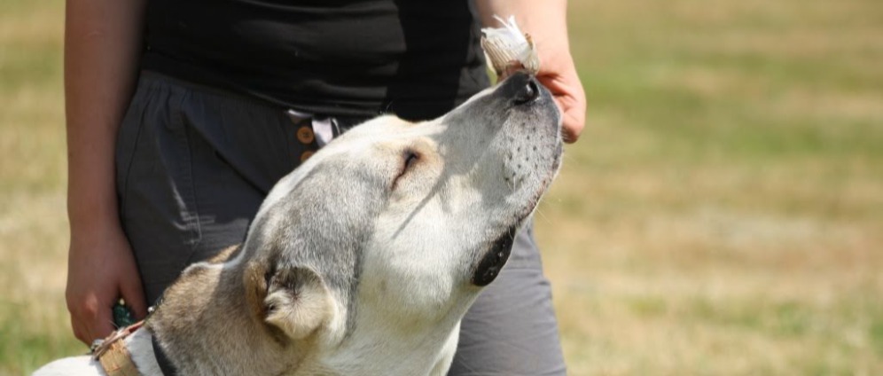 Spenden sammeln | kranker Hund muss operiert werden | Spendenseite