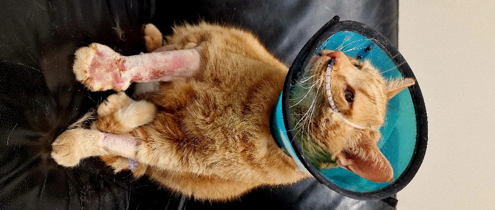 Spenden sammeln | Tierarztkosten Beinamputation | Spendenseite