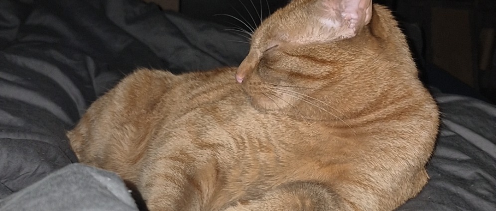 Spenden sammeln | Mein Kater Blaze hat Asthma und ist erst 3,5 Jahre | Spendenseite