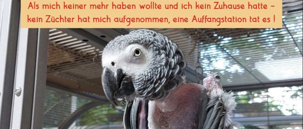Spenden sammeln | Letzte Anlaufstelle für Papageien | Spendenseite
