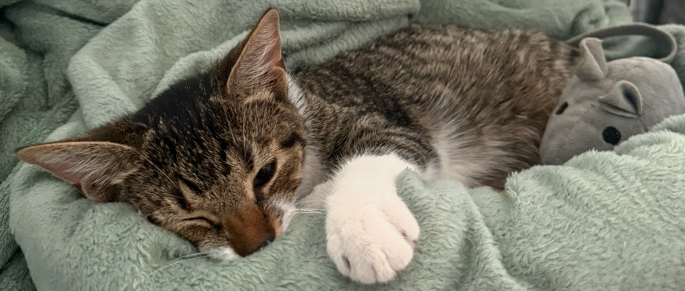 Spenden sammeln | Spendenaufruf für unsere Katzen SKY PRINZ | Spendenseite