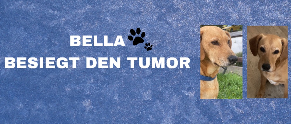 Spenden sammeln | Mein Hund Bella hat einen Tumor | Spendenseite