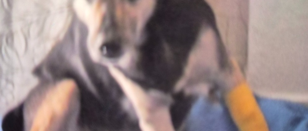 Spenden sammeln | Mein geliebten Hund | Spendenseite