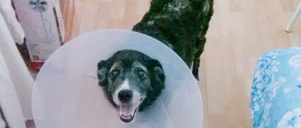 Spenden sammeln | Mit deiner Hilfe zurück ins Hundeglück | Spendenseite