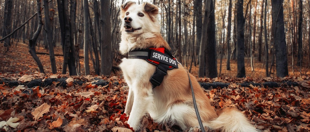 Spenden sammeln | Unterstützung für einen Assistenzhund | Spendenseite