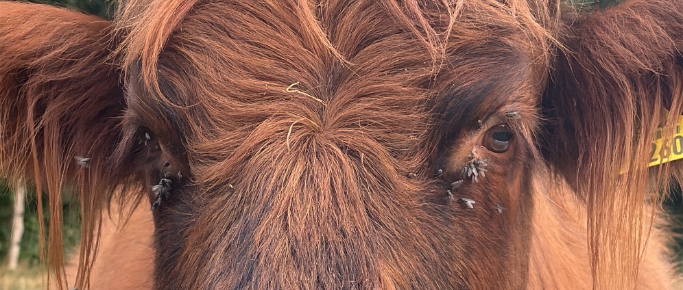 Spenden sammeln | Cowfunding Rettet die Kuh | Spendenseite