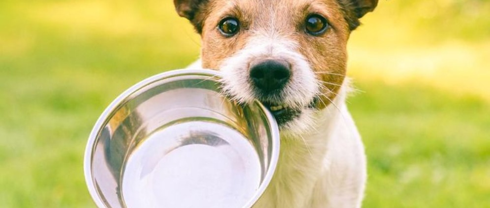 Spenden sammeln | Spenden für die Hundefutter Kasse | Spendenseite