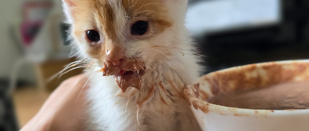 Spenden sammeln | Sammlung für heimatlose Katzen | Spendenseite