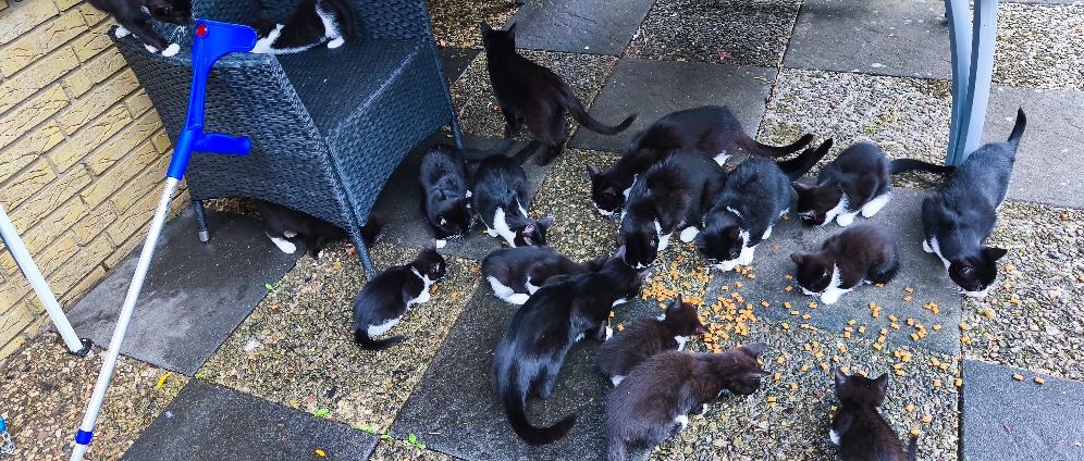Spenden sammeln | 27 Katzen brauchen Hilfe für Futter und Kastration | Spendenseite