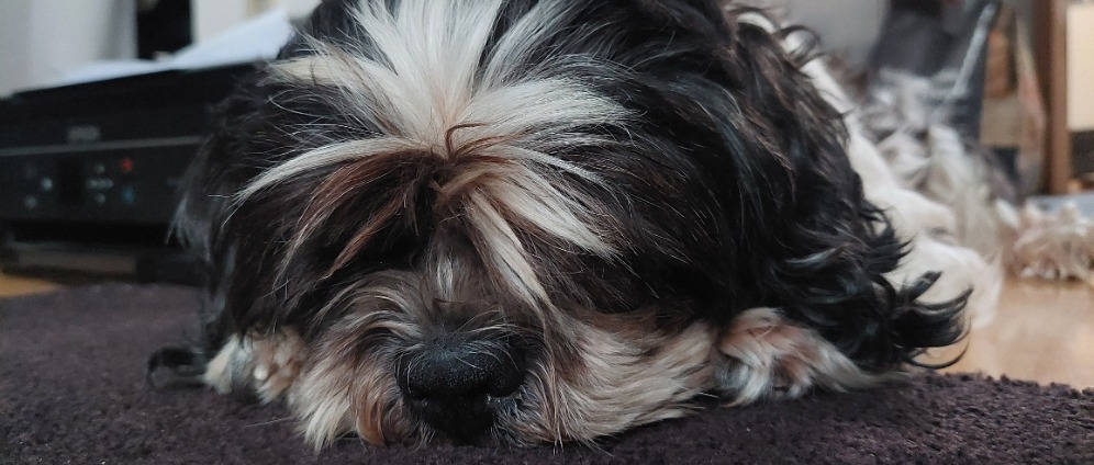 Spenden sammeln | Mein kleiner Hund Rocky | Spendenseite