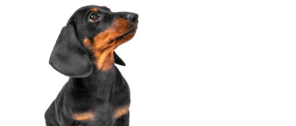 Spenden sammeln | Hunde Wunsch | Spendenseite