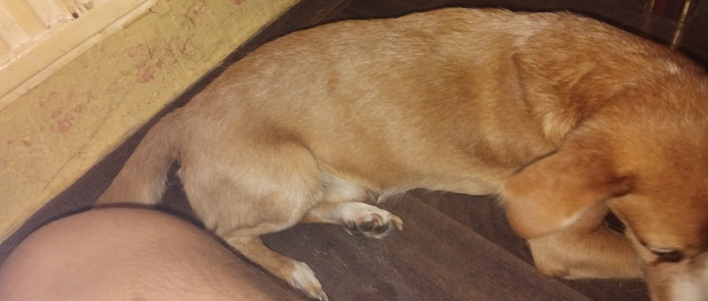 Spenden sammeln | Für meine hund wegen tierarzt | Spendenseite