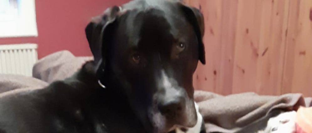 Spenden sammeln | WILLI Presa Canario | Spendenseite