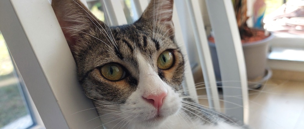 Spenden sammeln | Ein kleiner Kater kämpft und ich auch. | Spendenseite