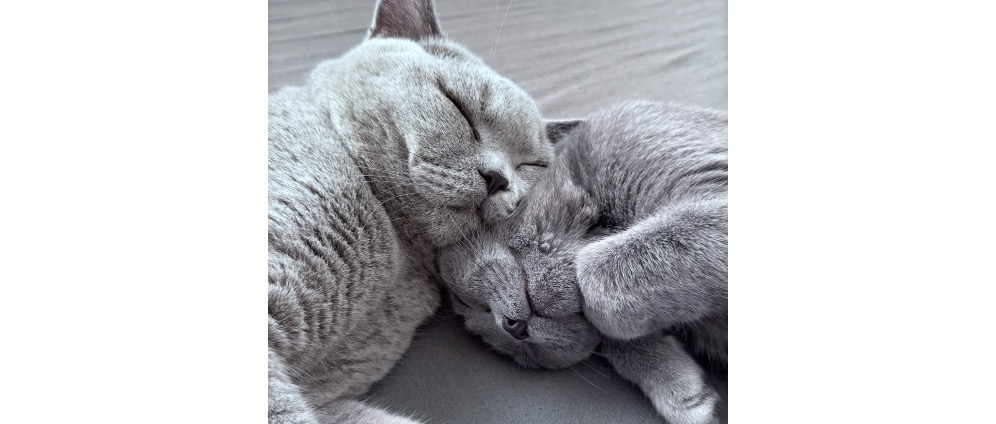 Spenden sammeln | Unterstützung für unsere Katzen | Spendenseite