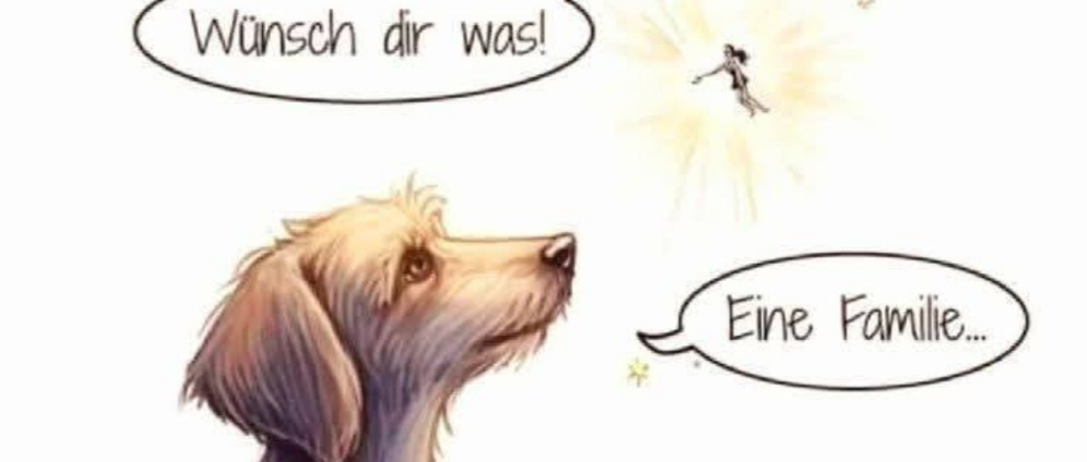 Spenden sammeln | Herz für griechische Hunde | Spendenseite
