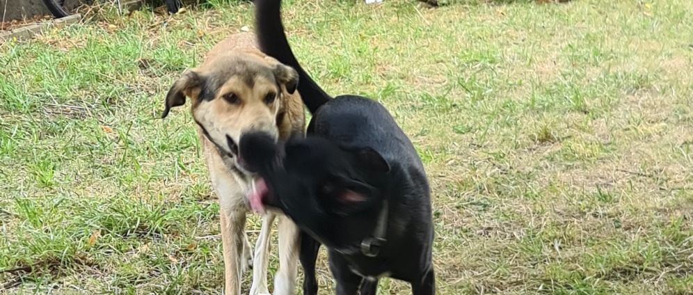 Spenden sammeln | Ein Herz für Hunde in der Stadt | Spendenseite