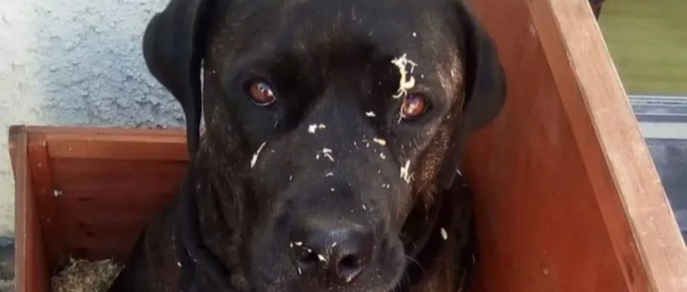 Spenden sammeln | Operation Hund namens Luna | Spendenseite
