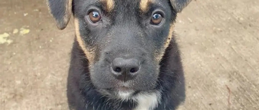 Spenden sammeln | Rettet rumänische Straßenhunde | Spendenseite