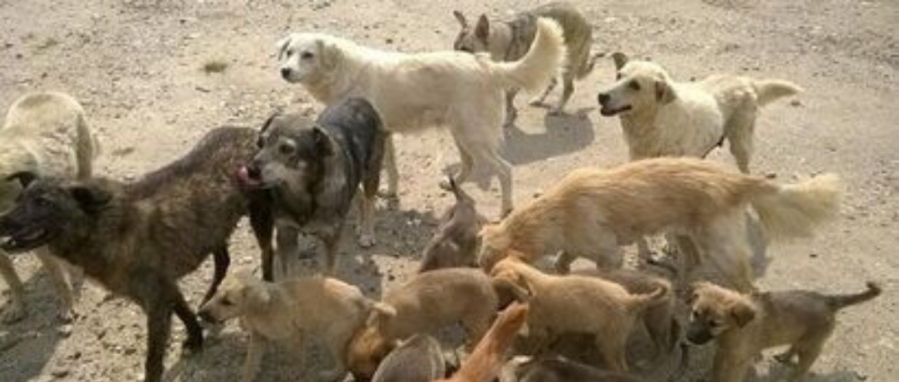 Spenden sammeln | Hoffnung für Hunde und Katzen | Spendenseite