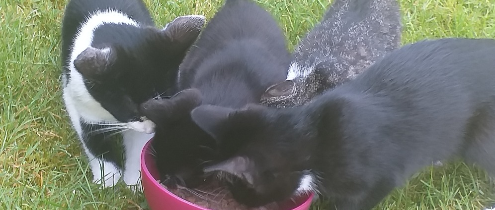 Spenden sammeln | Straßen Katzen in Deutschland | Spendenseite