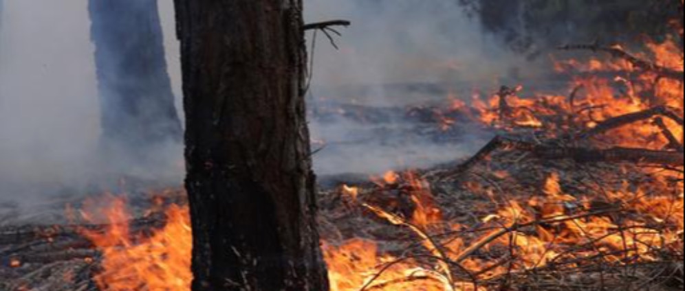 Spenden sammeln | Waldbrand | Spendenseite